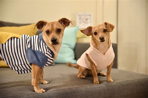 Az small dog rescue - Our Mission. Chiquita Chihuahua Rescue is a 501 (c) (3) non-profit rescue and sanctuary. dedicated to saving small breed dogs from the high kill metropolitan. Phoenix, AZ shelters. 